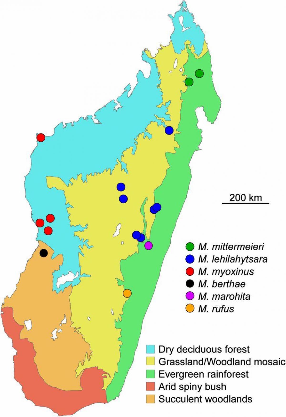 地図マダガスカルの熱帯雨林